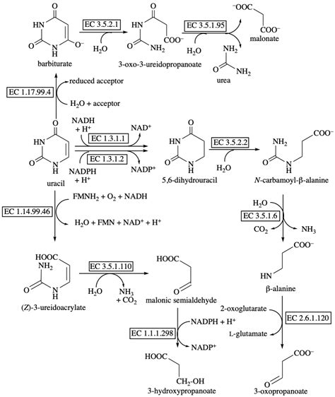 Pyrimidine Catabolism