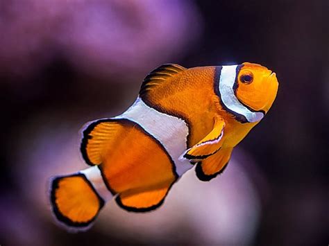 Clown Fish Habitat Maps