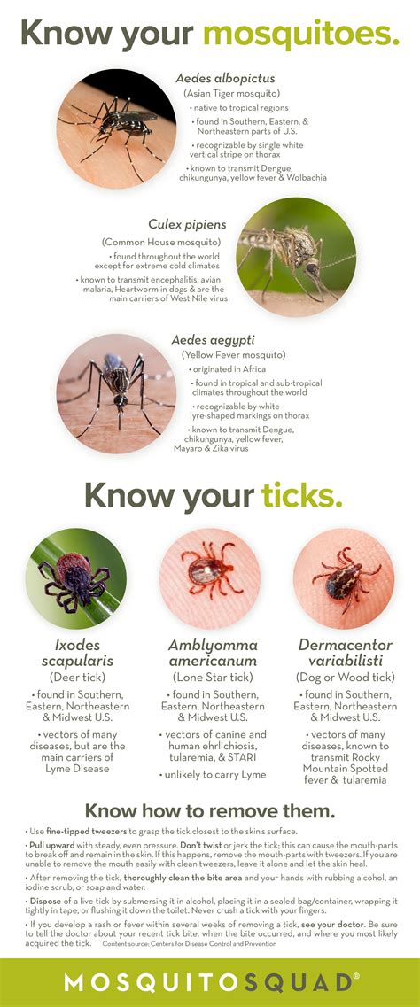 Which Species Of Mosquito Causes Malaria | PeepsBurgh.Com