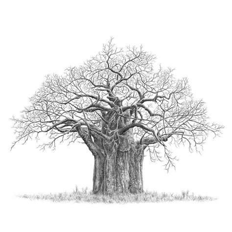 Baobab Tree Drawing at PaintingValley.com | Explore collection of ...