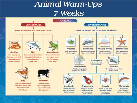 Examples Of Vertebrates And Invertebrates For Kids