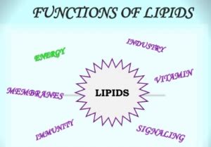 What Is The Function Of Lipids In Animals | Sitelip.org