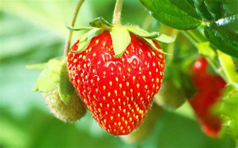 Successful cultivation with strawberry seeds 🍓 🌱 Unveil the secrets to ...