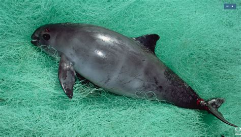 Fewer than 30 vaquita porpoises remain on the planet. Is it too late to ...