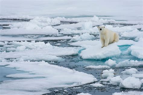 Arctic sea ice shrinking to lowest levels ever for third straight year