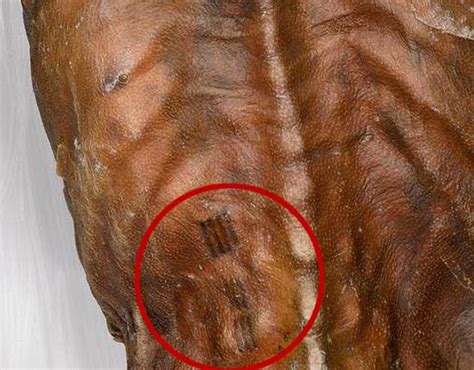 Ötzi the iceman was covered in marks used as a primitive painkiller ...