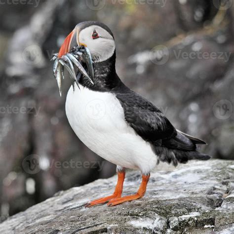 A Puffin on Farne Islands with Sand Eels 7966570 Stock Photo at Vecteezy