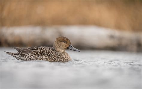 Pintail Hen | You don't always get ideal conditions to shoot… | Flickr