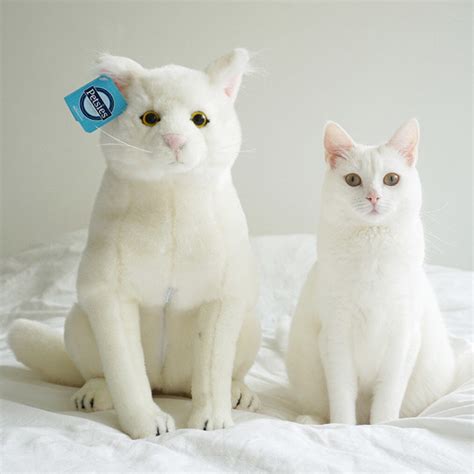 Make a Custom Stuffed Animal of Your Cat | Petsies