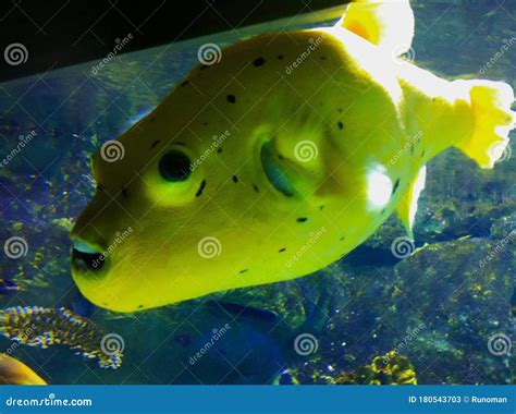 Yellow aquarium fish stock image. Image of asia, creatures - 180543703