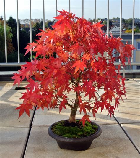 Japanese Maple Bonsai (Acer Palmatum): Growing and Care Guide | Florgeous