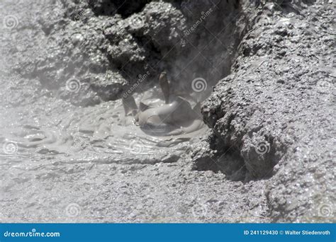 Mud Fountain, in the Mud Pools at Te Puia, Thermal Valley of ...