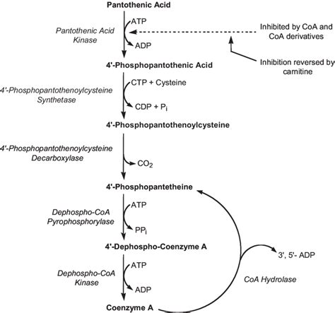 Coenzyme A Synthesis