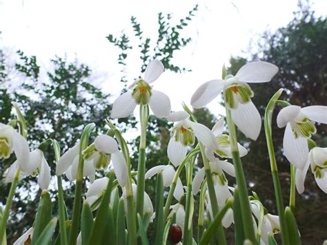 "By Stargoose And Hanglands": Anglesey Abbey - Snowdrop Walk