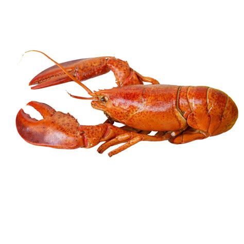 Live Pink Crayfish | Classic Fine Foods