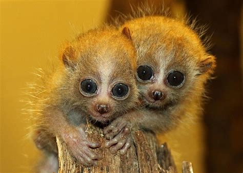 Baby Pygmy Animals