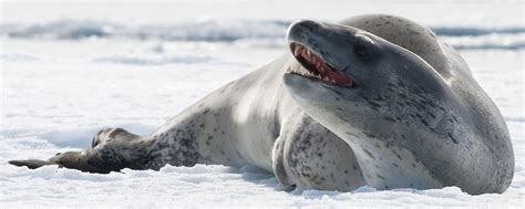 Leopard seal – Australian Antarctic Program