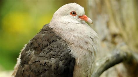 Mauritius Pink Pigeon ⋆ Mulhouse Zoo, zoological and botanical park