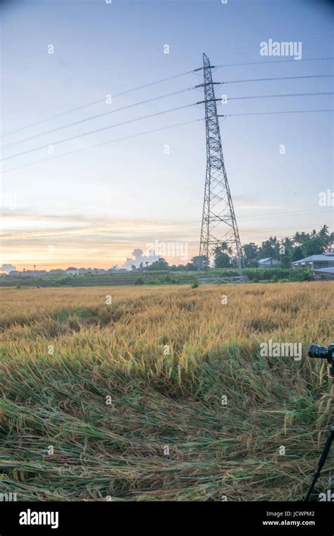 Nature view of paddy field with sunrise background. Nature composition ...