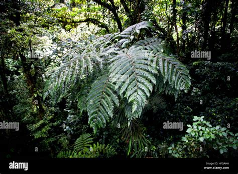 Eco Tours Costa Rica Stock Photo - Alamy