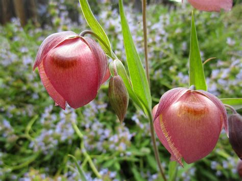 Calochortus albus var rubellus - Linda Vista Native Plants