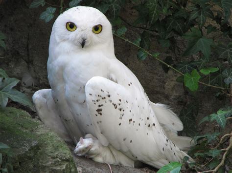 Flying Animal: The Snowy Owl