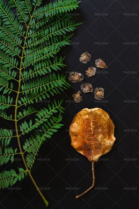 Jacaranda Tree Leaf And Seeds - Stock Photos | Motion Array