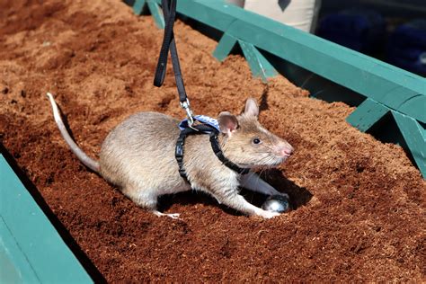 'Hero rats' go on display at Tacoma zoo. Their relatives are still ...