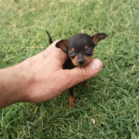 Min pin puppies - chicksbezy