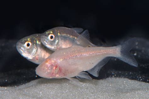 In Images: The Extraordinary Evolution of 'Blind' Cavefish | Live Science