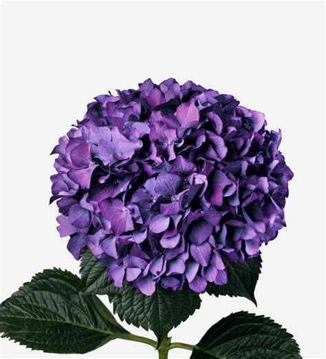 Hydrangea Flowers: The Ultimate Guide - arivumeps