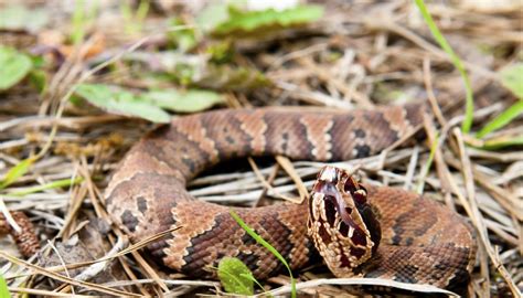 How to Identify a Cottonmouth Snake | Sciencing