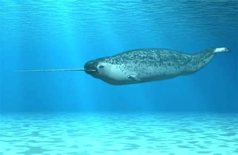 Narwhal - Description, Habitat, Image, Diet, and Interesting Facts