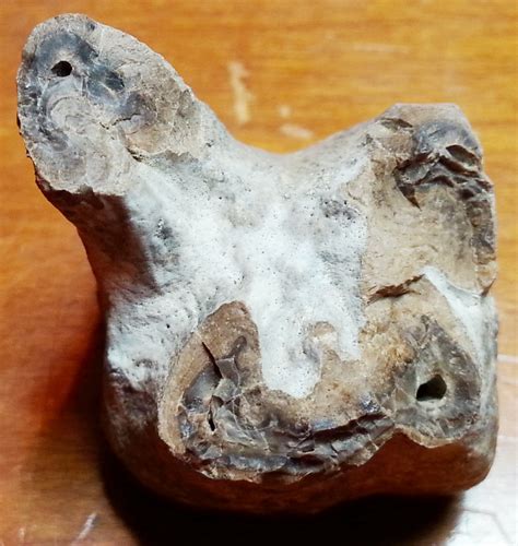 Camel Tooth? - Fossil ID - The Fossil Forum