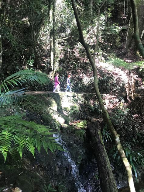 Springbrook National Park with Kids