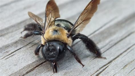 Do Carpenter Bees Sting? - The Infinite Spider