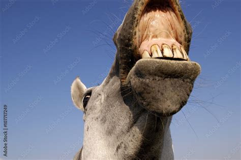 Funny Smiling Horse with Big Teeth Stock Photo | Adobe Stock