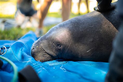 Manatee Unusual Mortality Event - Clearwater Marine Aquarium