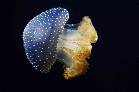 10 Extraordinary Jellyfish Species