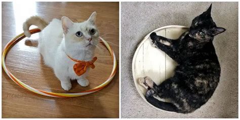 Trick Your Cat with a Circle – The Purrington Post