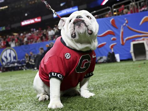 VIDEO: Texas Longhorns Mascot Charges Georgia's Bulldog | NCPR News