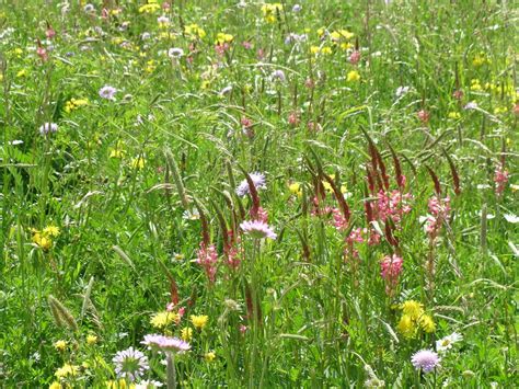 Plant diversity increases insect diversity | BIOENGINEER.ORG