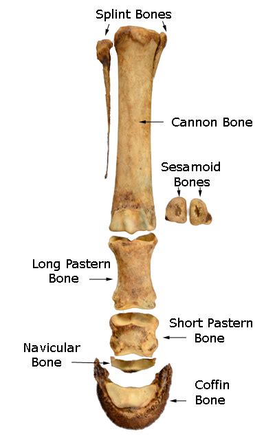 The Distal Limb Bones of the Equine