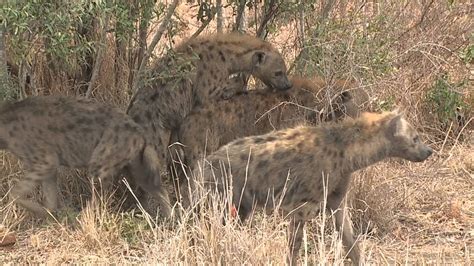 Hyena Mating - YouTube