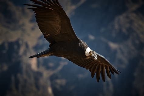 The 8 most representative birds of Peru