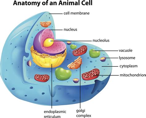 These Facts About the Cytoplasm Reveal Why it's Vital for Survival ...