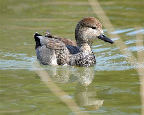 Gadwall Duck | taken in Baker Park Fredrick Md | Dave Walenga | Flickr