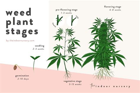 Weed Plant Stages