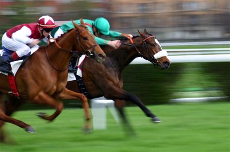 ¿Cómo seleccionar un caballo de carreras?