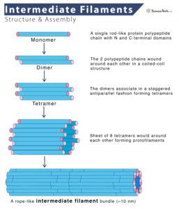 Intermediate Filaments – Structure and Function